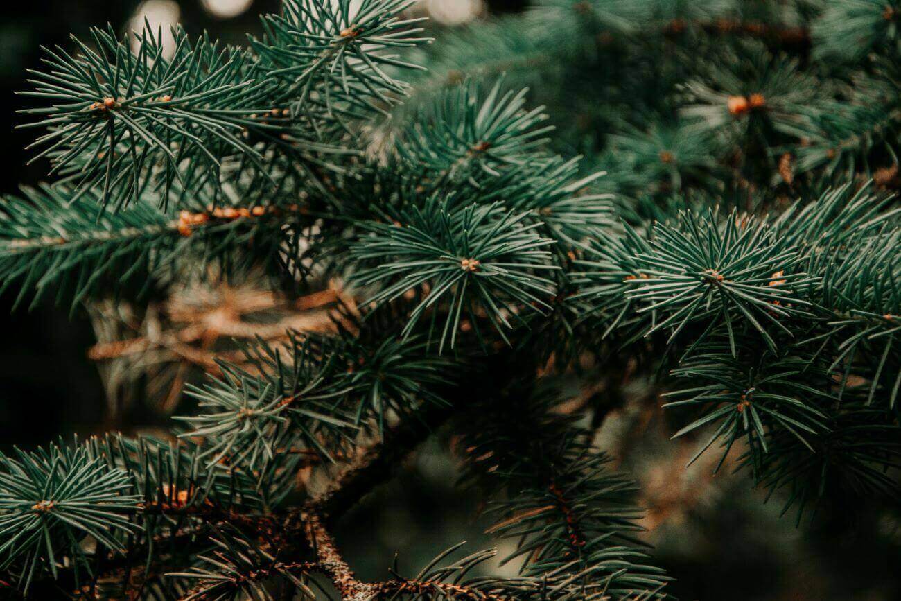 aiguilles de sapins