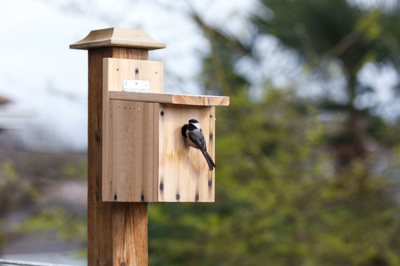 cabane à oiseaux