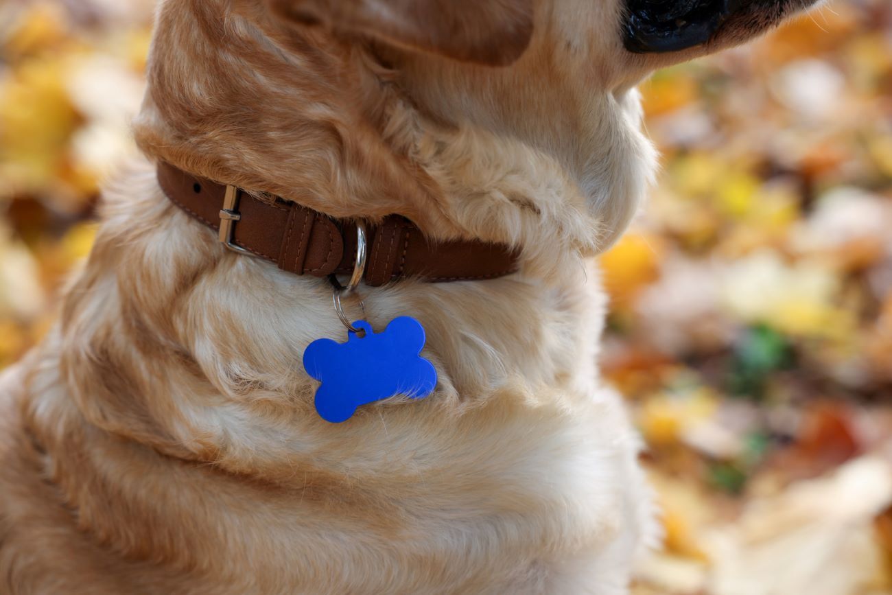 collier chien