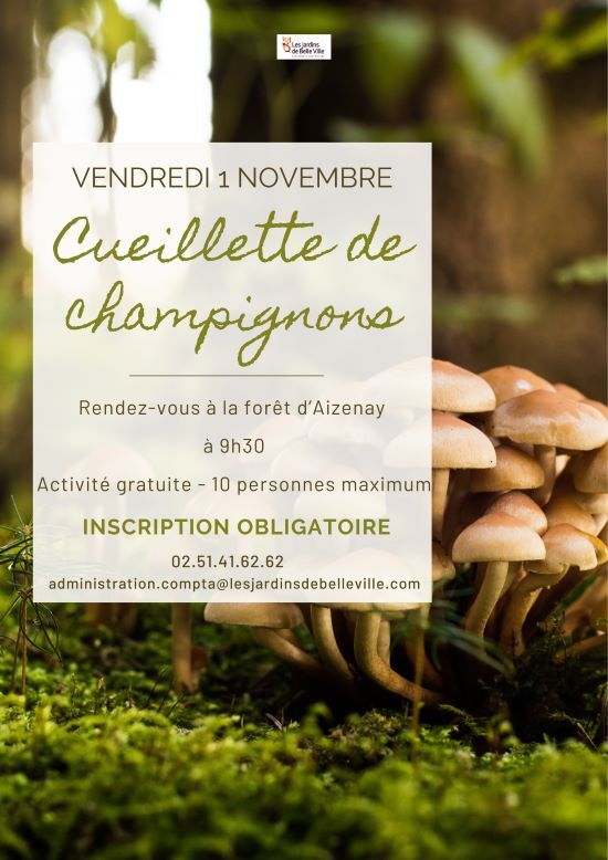 cueillette de champignon