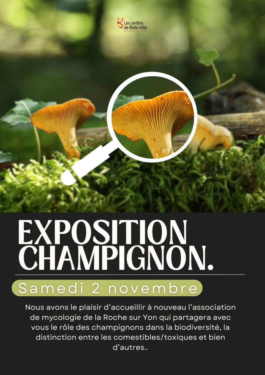 exposition champignon site internet