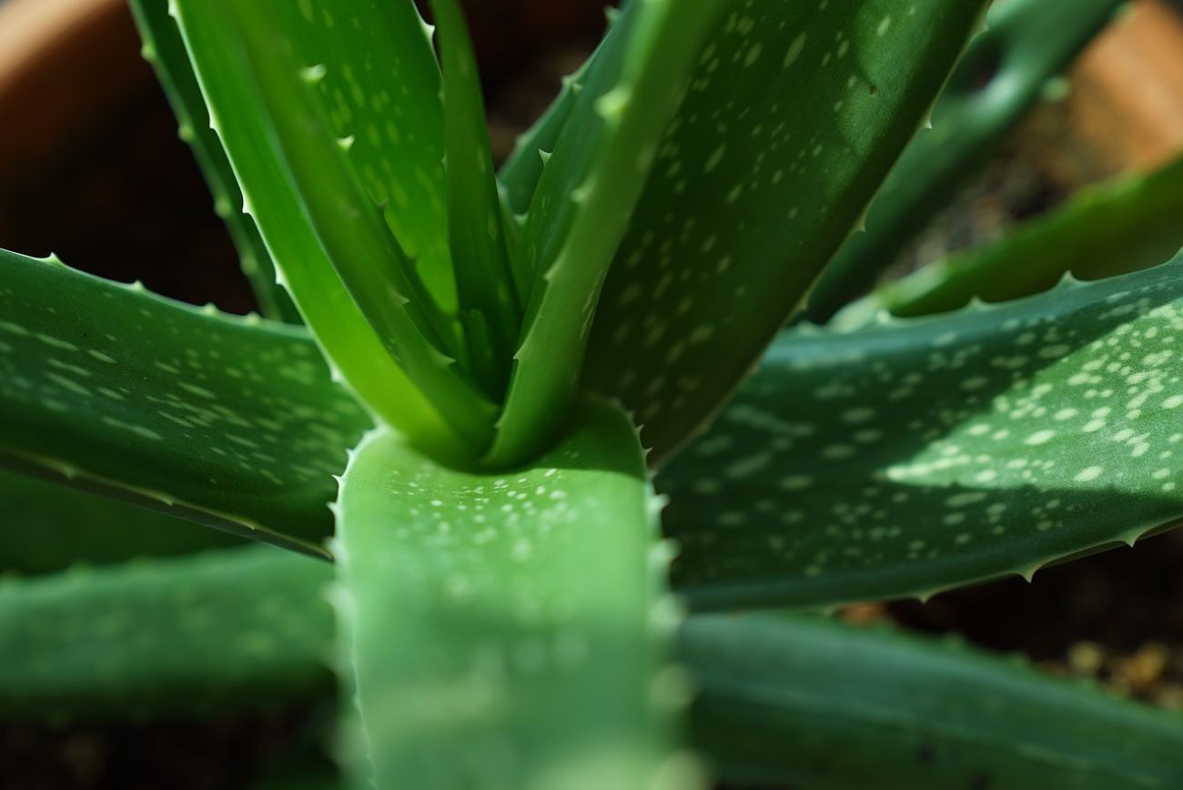 feuilles aloe vera