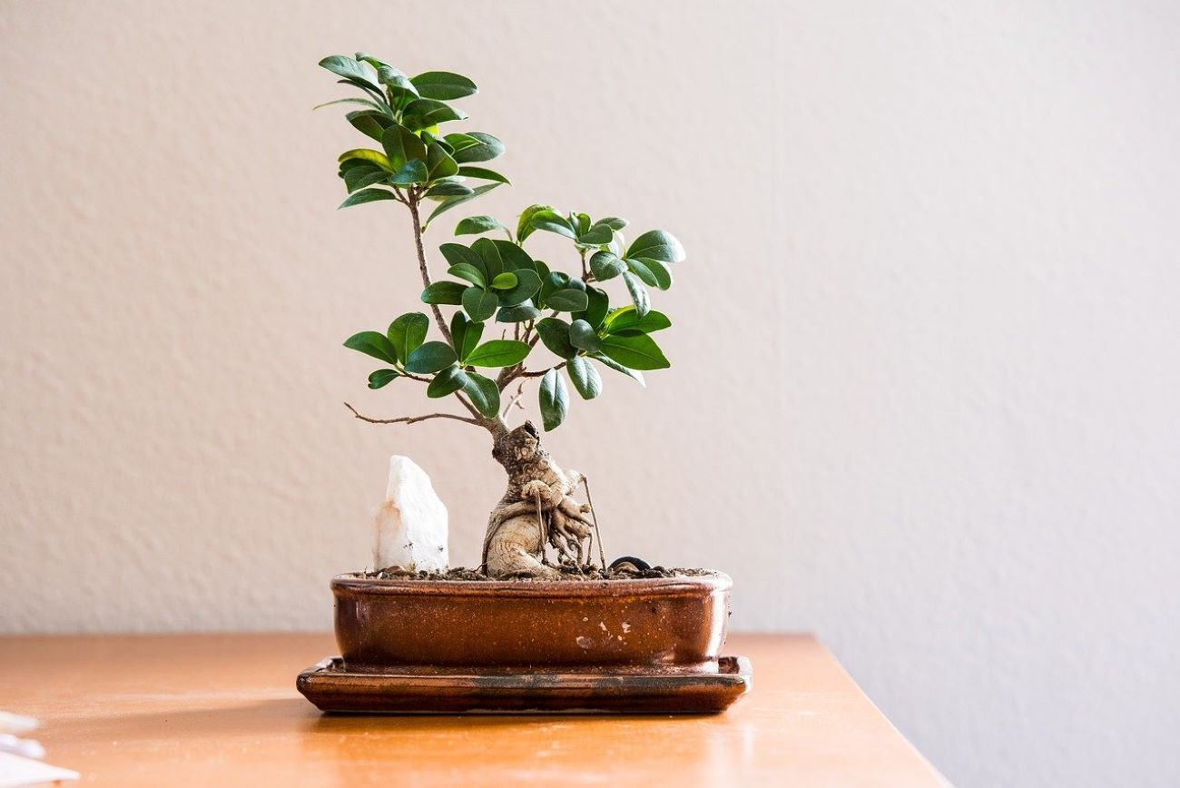 ficus ginseng