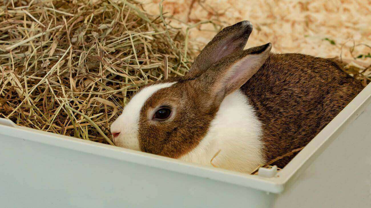 lapin cage