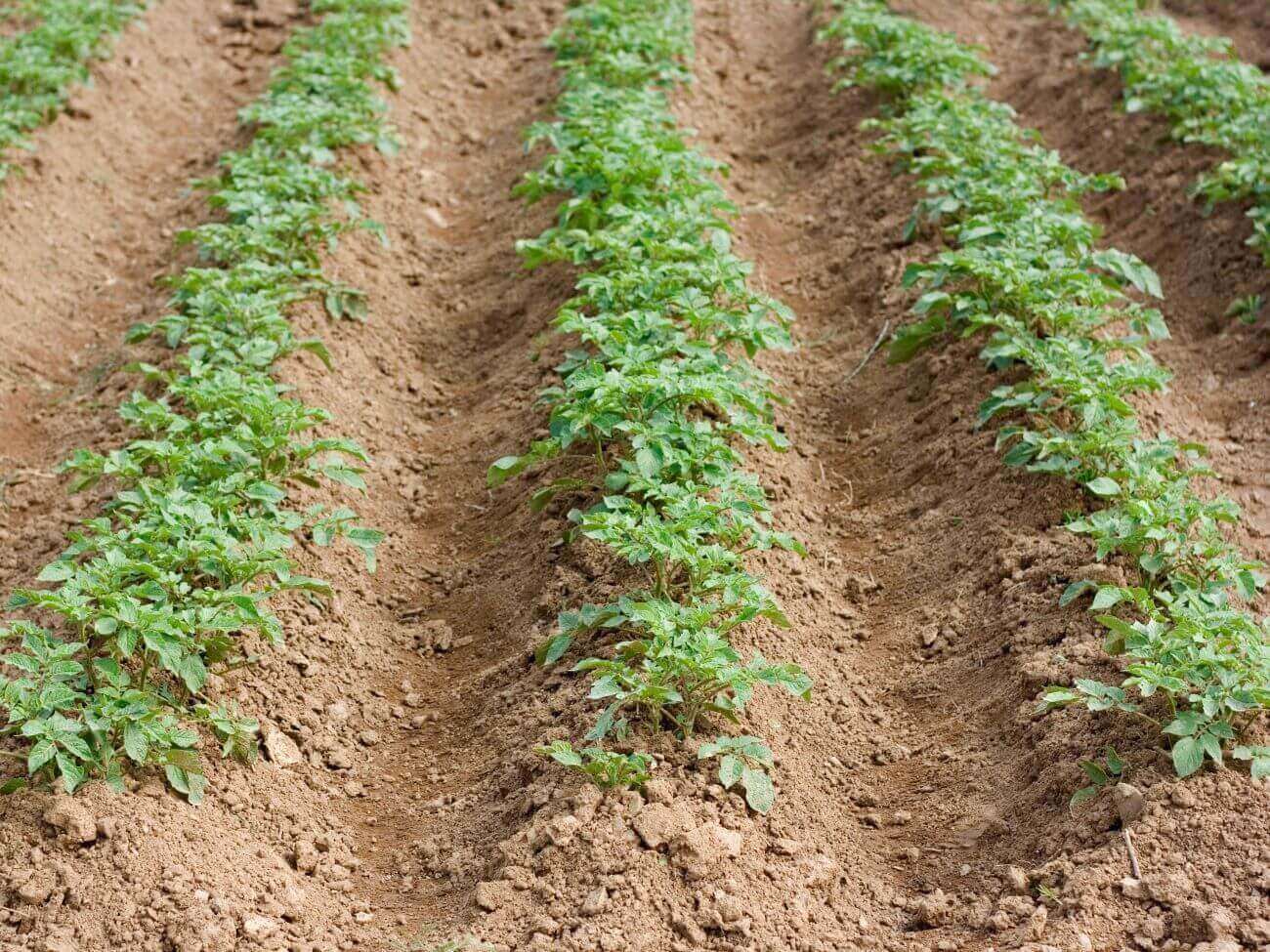 plants de patates