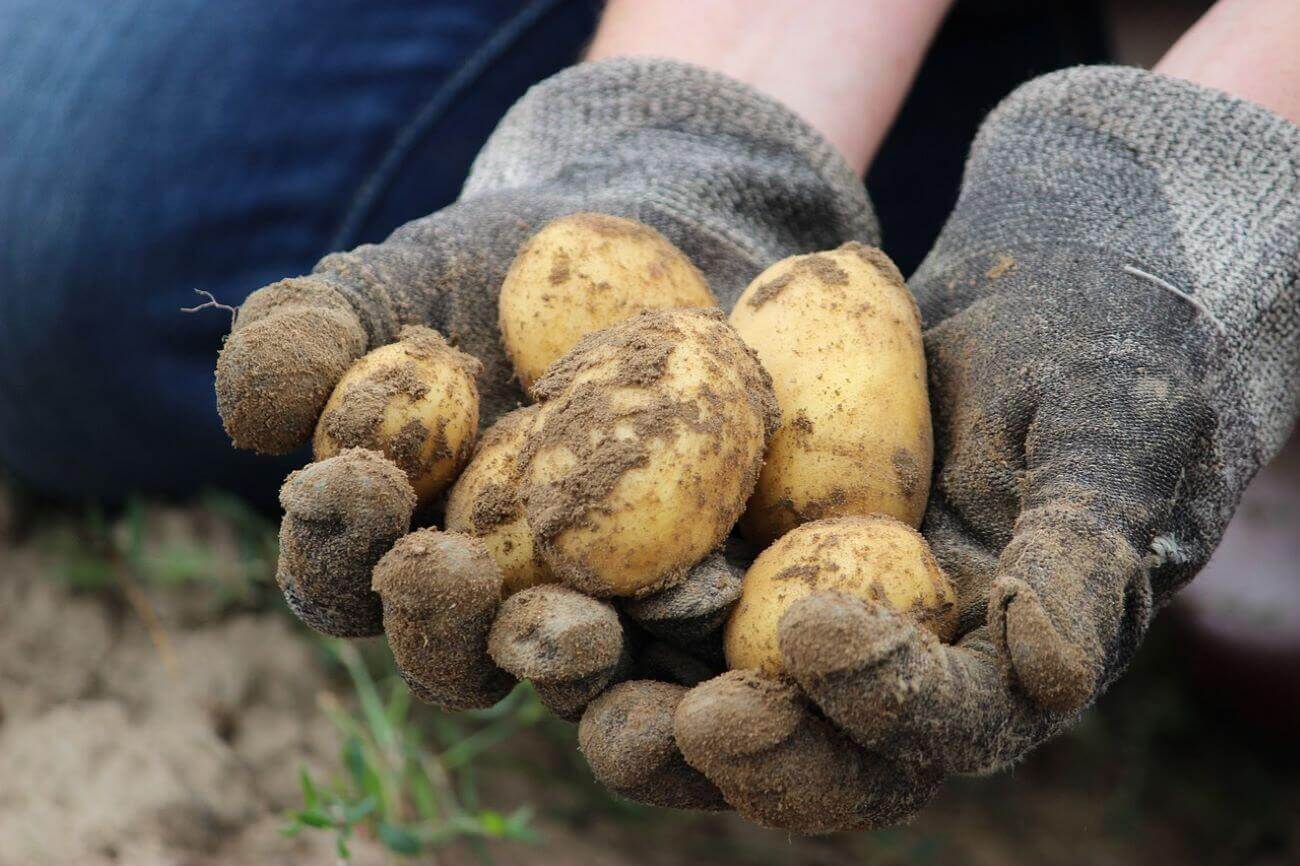 récolte pomme de terre