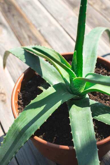 aloe vera