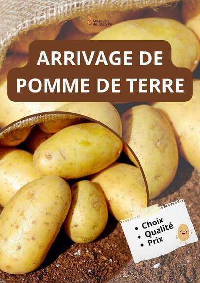 arrivage pomme de terre